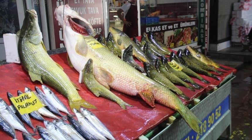 Elazığ&rsquo;da Sezonun İlk Dev Turna Balığı Yakalandı