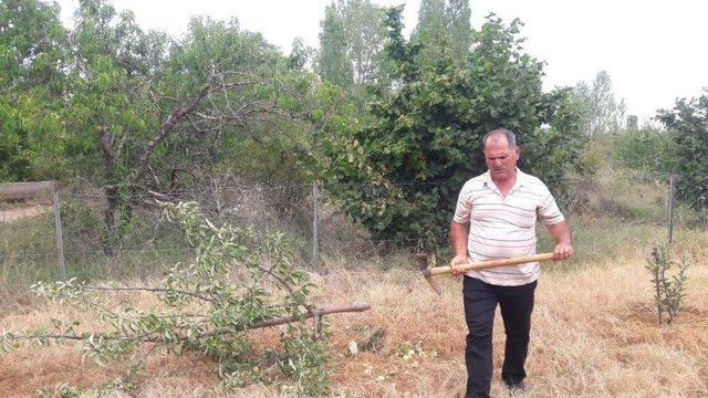 Susuzluktan Kuruyan Ağaçlarını Kesiyorlar