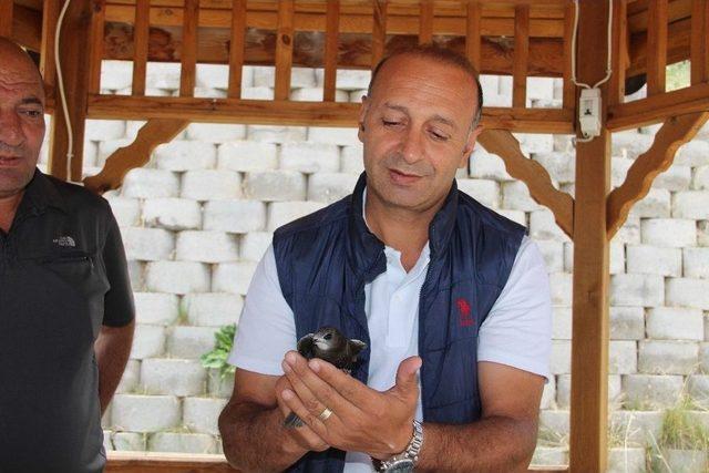 Yerde Nadir Görülen Kuşlardan Biri Olan Ebabil Kuşu Erzurum’da Bulundu