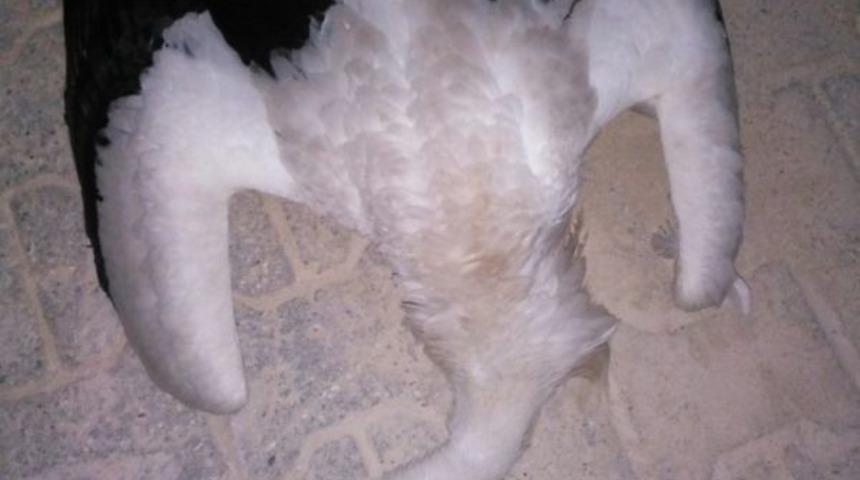 Elektrik Tellerine &Ccedil;arpan 10 Leylek Telef Oldu