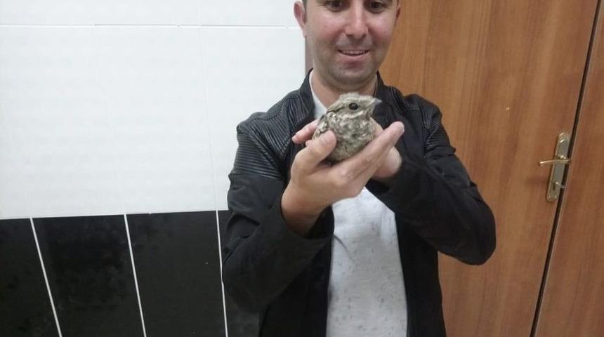 Çoban Aldatan Kuşunun Tedavisi Yapıldı