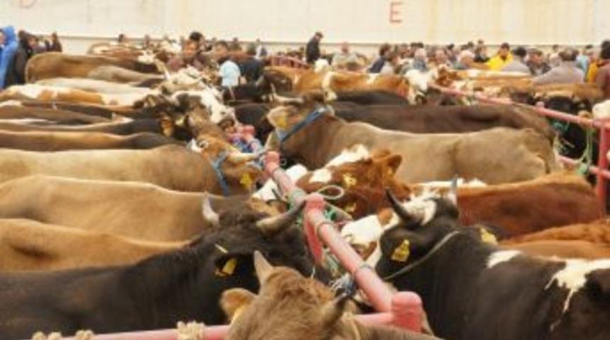 Kastamonu&rsquo;da 27 Bin 748 Hayvan Kurban Edildi