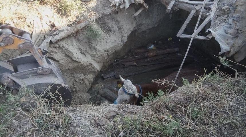&Ccedil;ankırı!da Fosseptik &Ccedil;ukuruna D&uuml;şen İnek Kurtarıldı