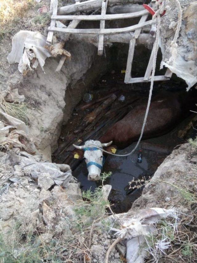 Çankırı!da Fosseptik Çukuruna Düşen İnek Kurtarıldı