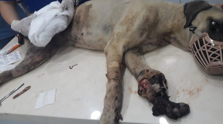 Ağır Yaralanan K&ouml;pek Tedaviye Alındı