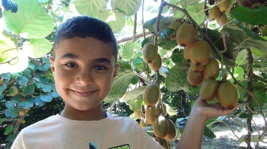 T&uuml;rkiye&rsquo;nin İlk Kivi Hasadı Silifke&rsquo;de Yapıldı