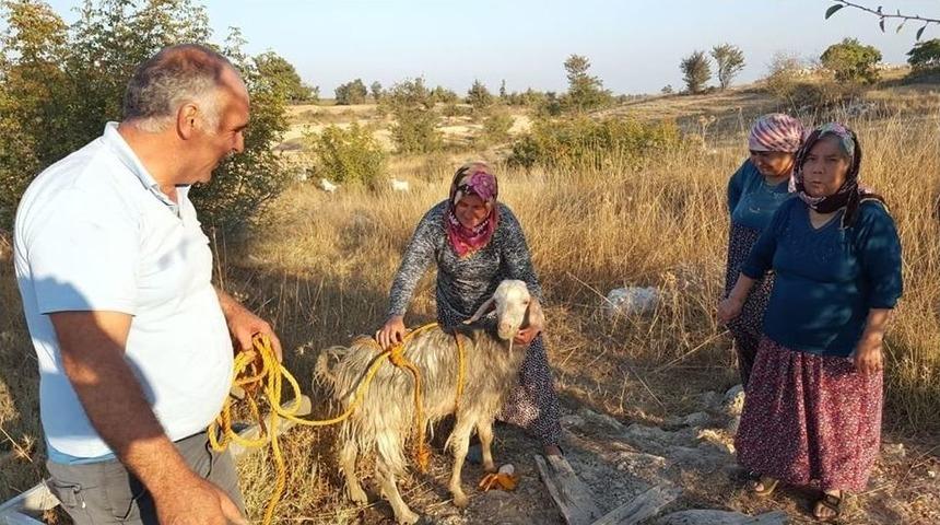 Kuyuya D&uuml;şen Ke&ccedil;iyi İtfaiye Kurtardı