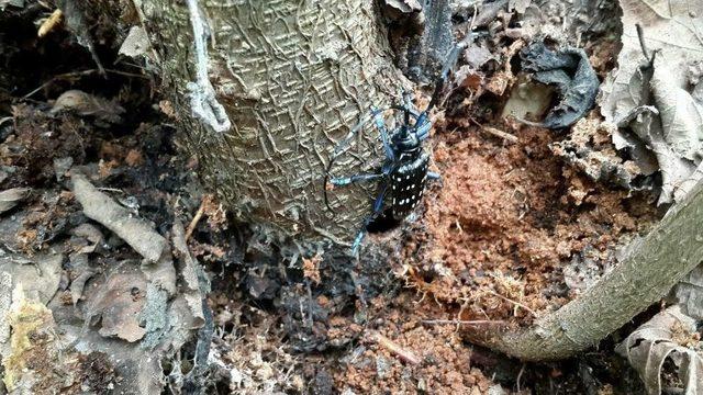 Drakula Tehlikesi Sürüyor 1