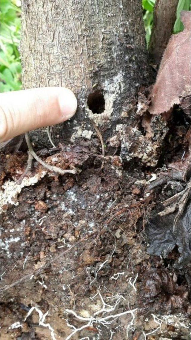 Drakula Tehlikesi Sürüyor 3