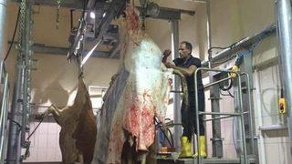 Demirözü İlçesine Modern Mezbahane