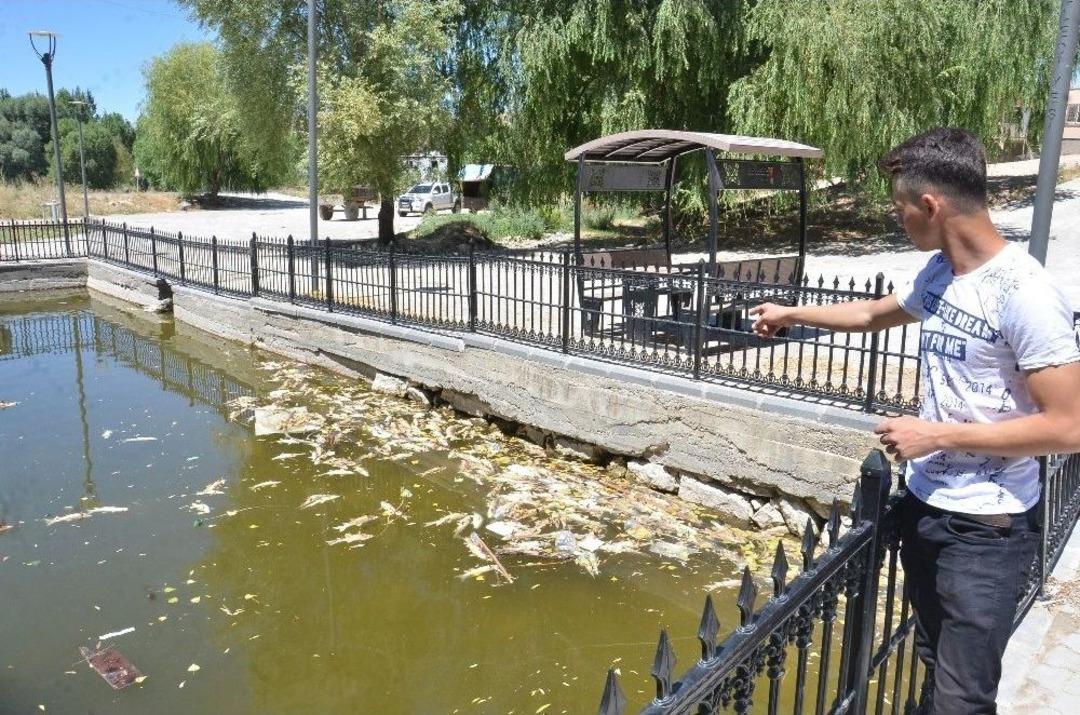Kahramanmaraş&rsquo;ta G&ouml;lette Yaşayan Balıklar Telef Olmaya Başladı
