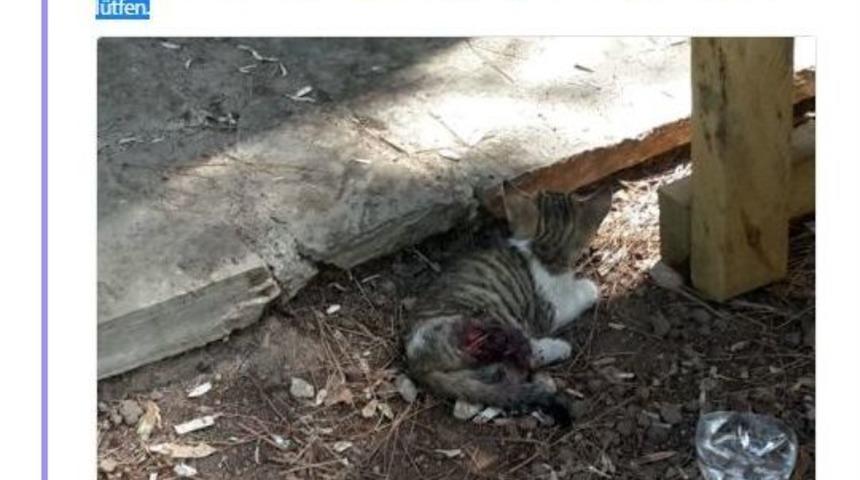 B&uuml;y&uuml;kşehir Sevimli Dost İ&ccedil;in Seferber Oldu