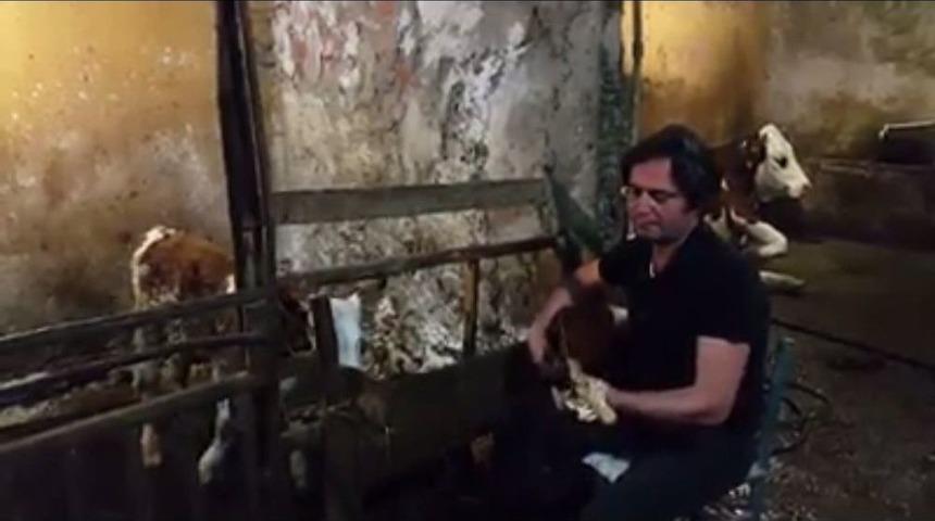 Hayvan Şiddetine, Buzağıya Saz &Ccedil;alarak Dikkat &Ccedil;ekti