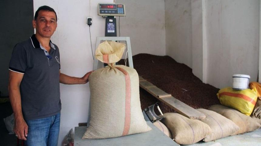 Giresun&rsquo;da Serbest Piyasada Fındık Fiyatı 14 Liraya Dayandı