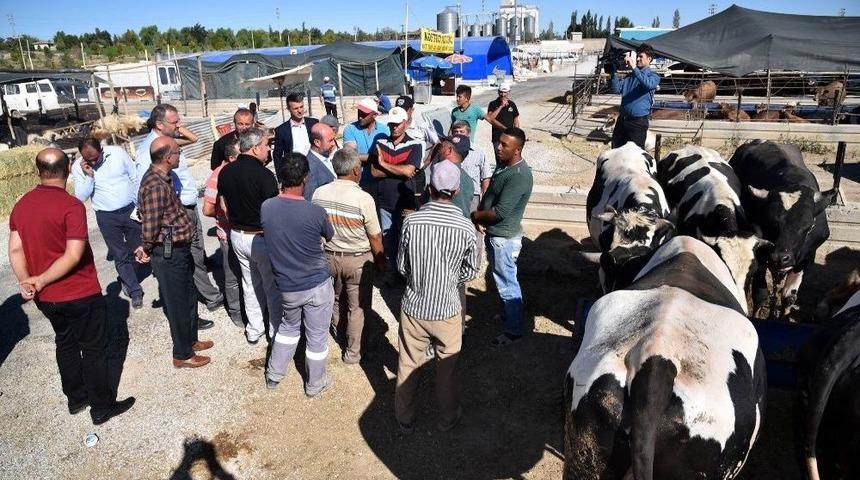Başkan Pekyatırmacı, Kurban Pazarında İncelemelerde Bulundu