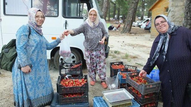 Kazdağı Çileği Üreticileri Sevindirdi