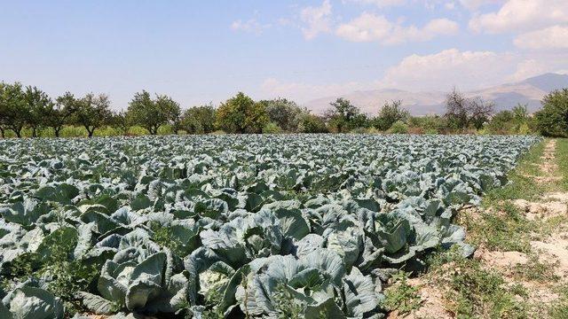 Niğde Beyaz Lahana Üretiminde Türkiye Birincisi