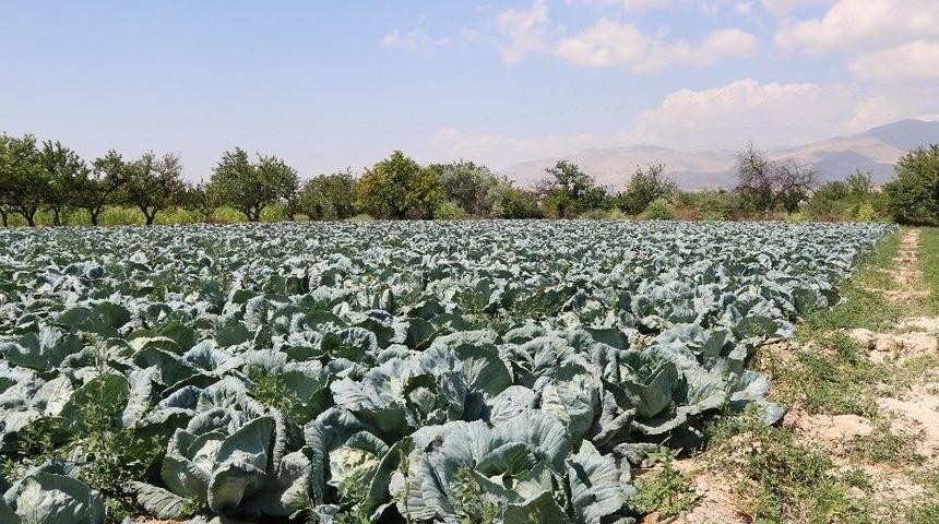 Niğde Beyaz Lahana Üretiminde Türkiye Birincisi