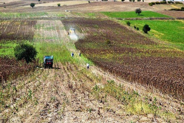 Samsun’da Ayçiçeği Hasadı Başladı