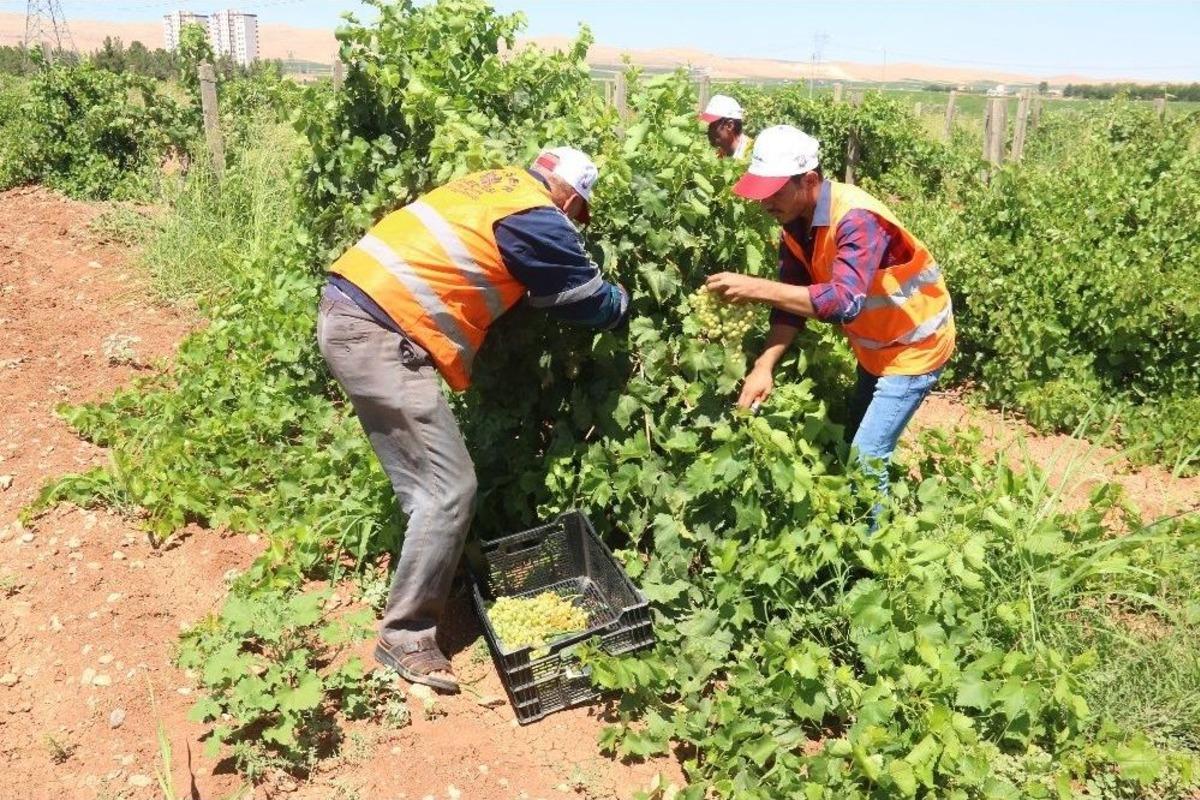 Belediyenin Yetiştirdiği &Uuml;z&uuml;mler Yoksulların Sofrasına Gidiyor