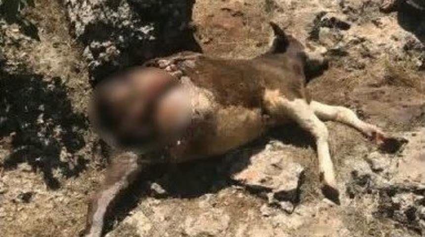 Sırtlanın Saldırısına Uğradığı İddia Edilen Dana Öldü