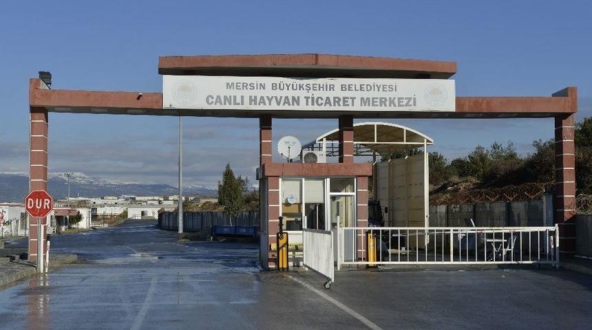 Mersin Büyükşehir Belediyesi’nden Veteriner Hekim Kontrolünde Kurban Kesimi