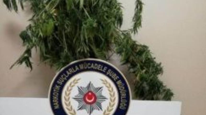 Mısır Tarlasına Kenevir Ekti