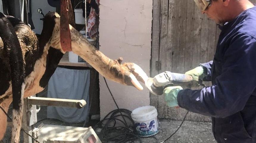 Kurban Bayramı &Ouml;ncesi B&uuml;y&uuml;kbaş Hayvanlara Bakım