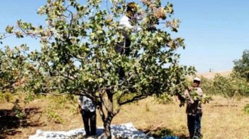 &Ccedil;ermikli &Uuml;reticiye &lsquo;fıstık&rsquo; Gibi Gelir