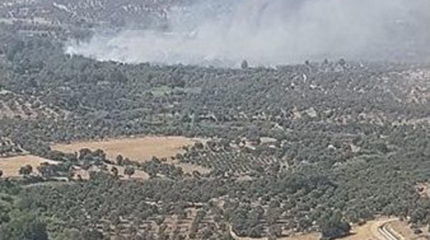 Zeytinlik Alan K&uuml;l Oldu