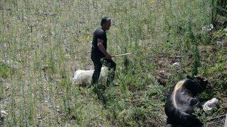 Huysuzlanan Kurbanlık Dereye Uçtu