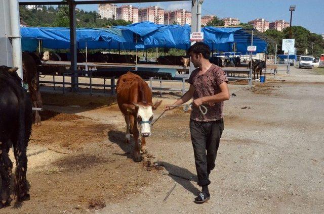 Huysuzlanan Kurbanlık Dereye Uçtu