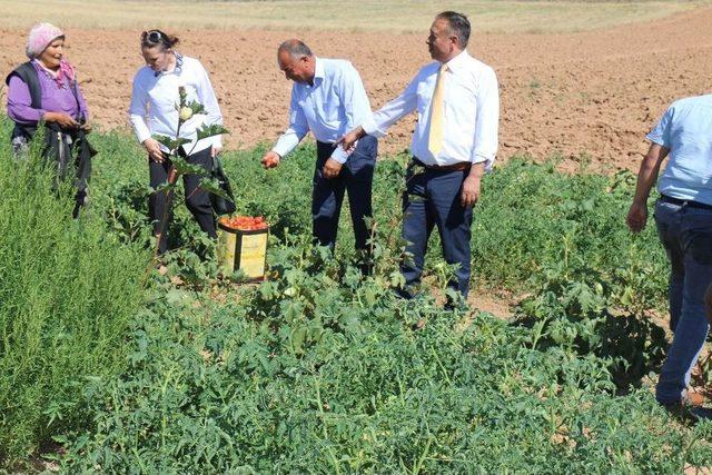 Üreticileri Ziyaret Eden İl Gıda, Tarım Ve Hayvancılık Müdürü Orhan Sarı;