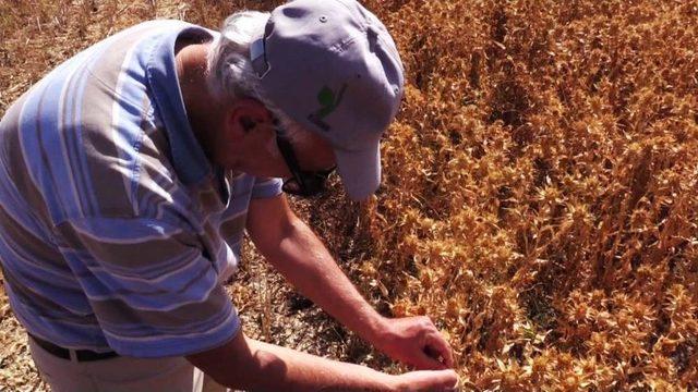 33 Bin Dönümlük Alanda Aspir Hasadına Başlandı