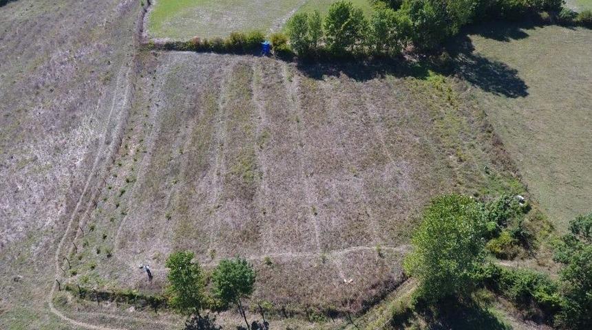 Sinop&rsquo;ta Bir Vatandaşa Ait Ceviz Fidanları Kesildi