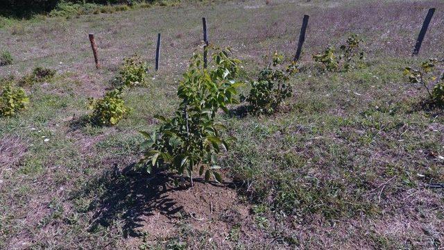 Sinop’ta Bir Vatandaşa Ait Ceviz Fidanları Kesildi