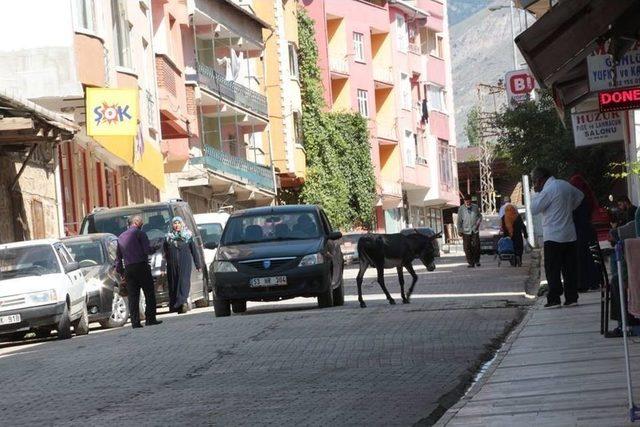 Sahipsiz Eşek İlçede Trafiği Aksatıyor