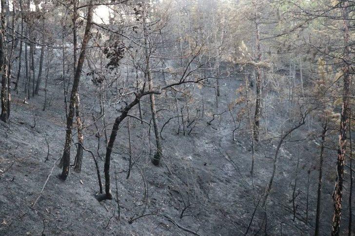 Bolu’da 2 Hektarlık Orman Arazisi Yangında Zarar Gördü G4