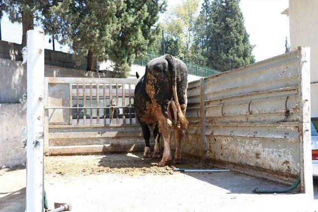 Dolara Tepki Gösterdi, Kızılay’a Tosun Bağışladı