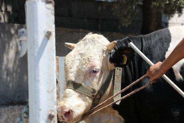 Dolara Tepki Gösterdi, Kızılay’a Tosun Bağışladı