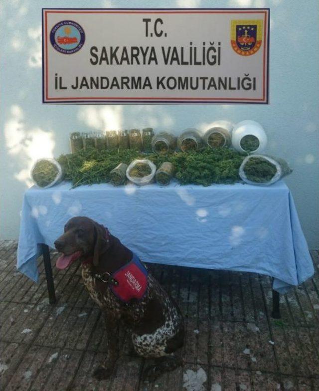 Sakarya’da 5 Kilogram Kubar Esrar Ele Geçirildi