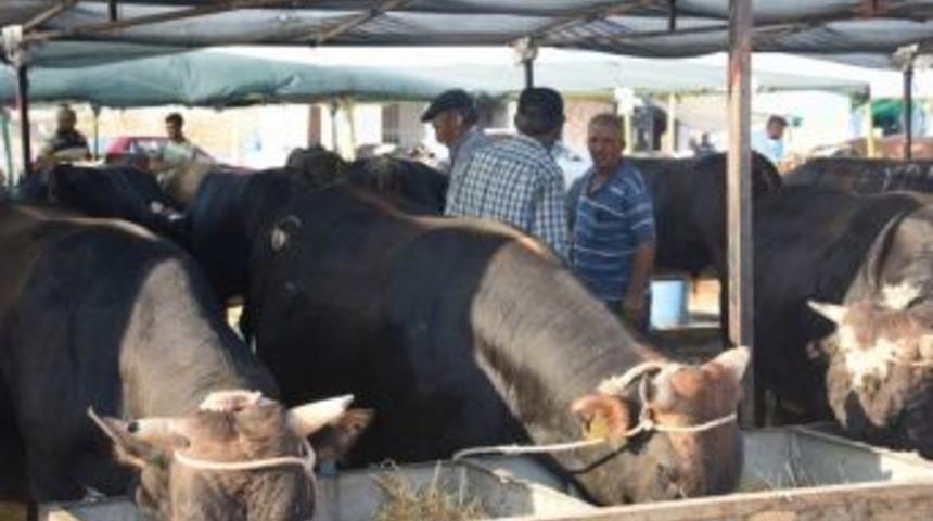 Aliağa&rsquo;da Kurban Kesim Yerleri Ve Fiyatları Belirlendi