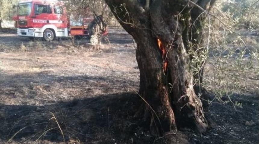 Edremit&rsquo;te Zeytinlik Yangını