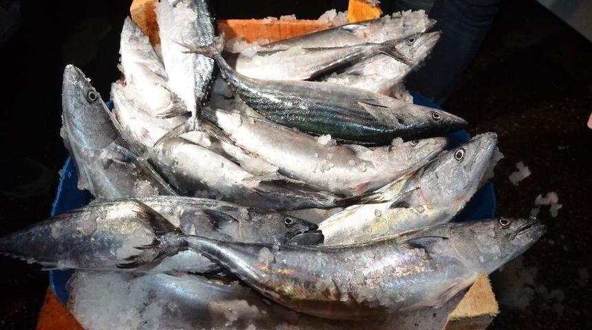 Sezonun İlk Balıkları Y&uuml;z G&uuml;ld&uuml;rd&uuml;