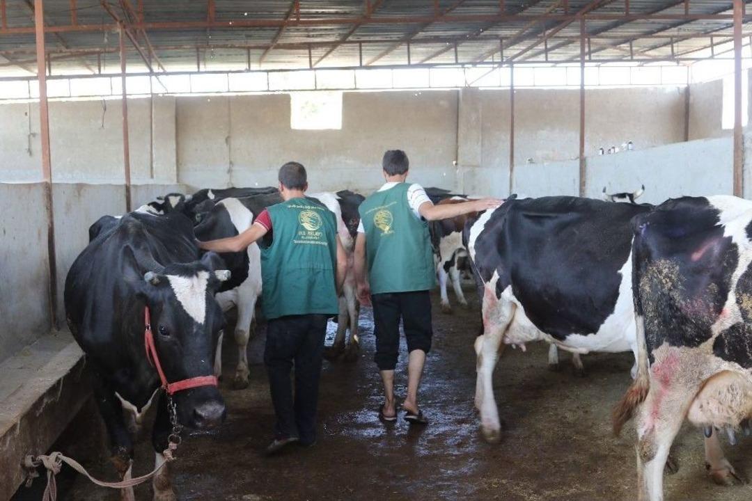 Suriyeli Ailelere İnek Ve Koyun Desteği