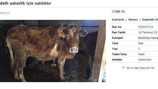 Bedelli Askerlik İçin İneğini Satıyor