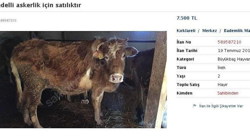 Bedelli Askerlik İçin İneğini Satıyor
