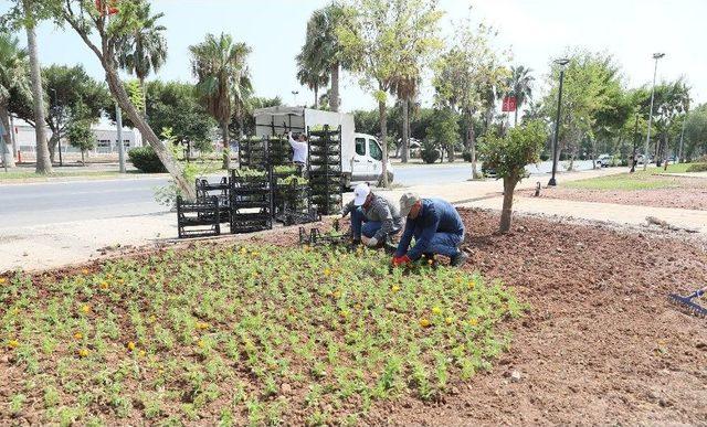 Mersin Caddeleri Mevsim Çiçekleriyle Renkleniyor