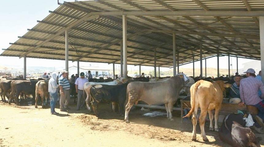 Hayvan Pazarında Bayram Hareketliliği