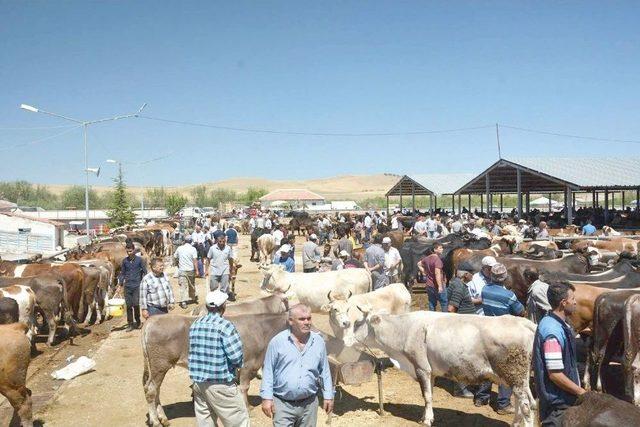 Hayvan Pazarında Bayram Hareketliliği